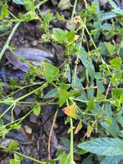 Chenopodium trigonon stellulatum