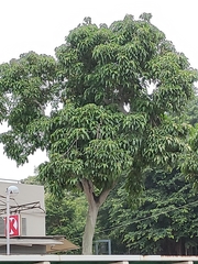 Aleurites moluccanus