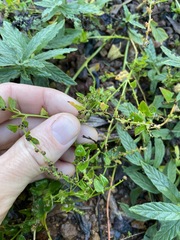 Chenopodium trigonon stellulatum