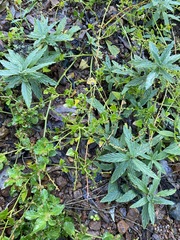 Chenopodium trigonon stellulatum