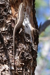 Trachylepis spilogaster