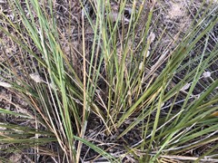 Lomandra leucocephala