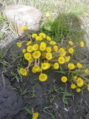 Tussilago farfara