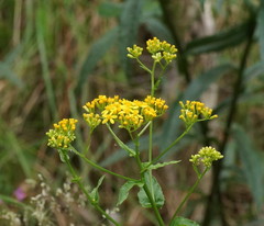Senecio linearifolius