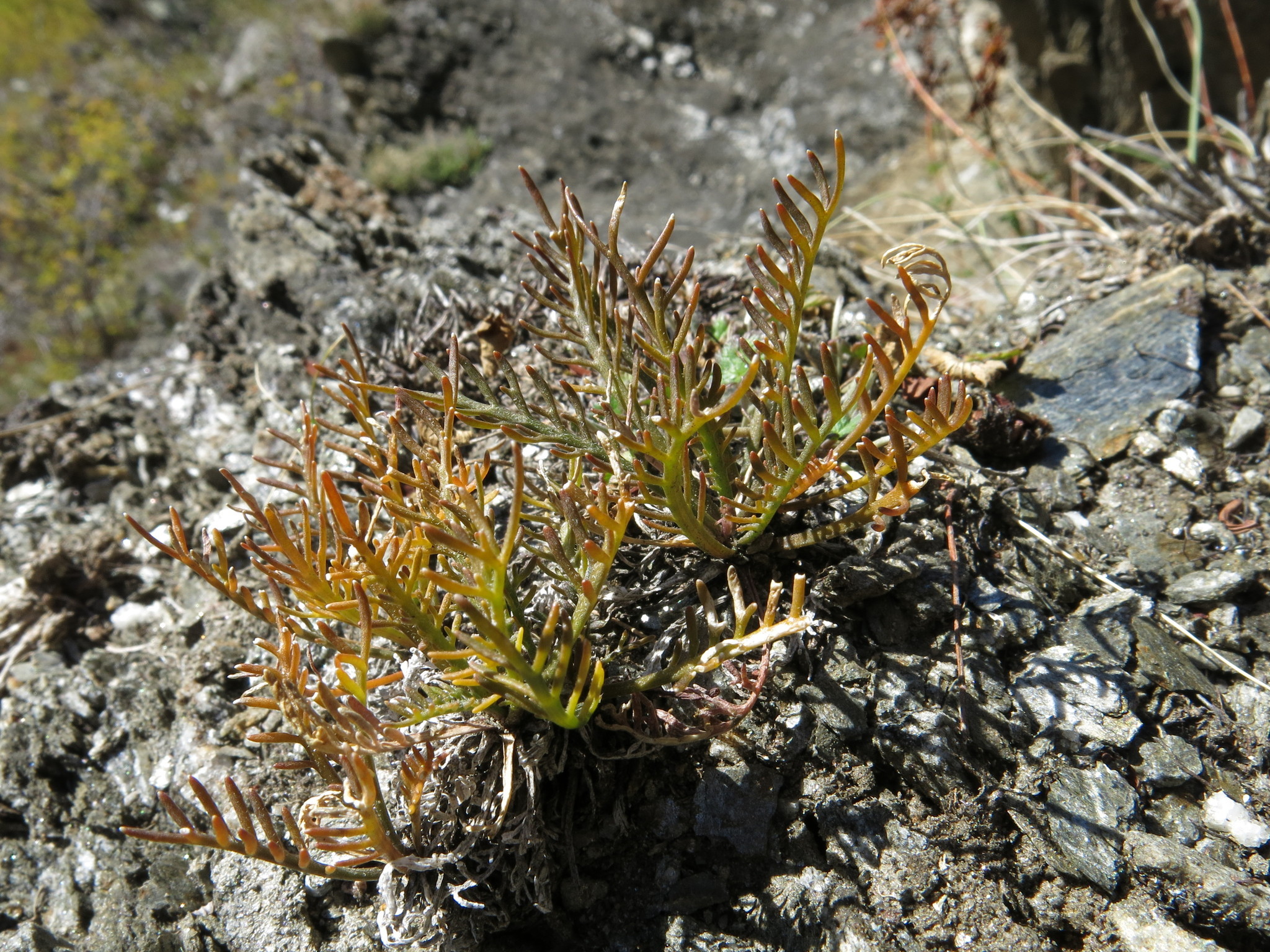Image of Lepidium sisymbrioides by (c) John Barkla, some rights reserved (CC BY)