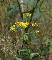 Senecio linearifolius