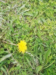 Taraxacum officinale