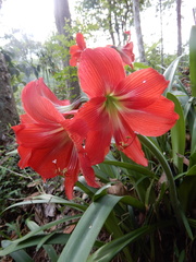 Hippeastrum reginae