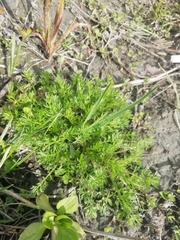 Tripleurospermum inodorum