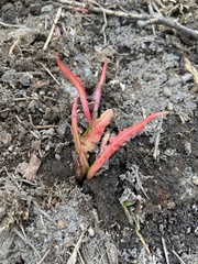 Rumex longifolius