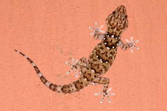 Chondrodactylus bibronii