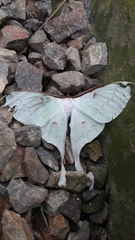 Actias