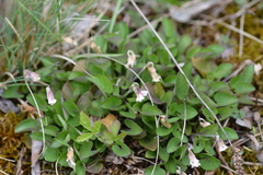 Viola rupestris