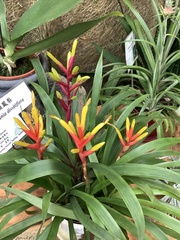 Guzmania dissitiflora