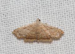 Scolecocampinae