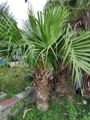 Livistona chinensis