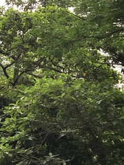 Sterculia lanceolata