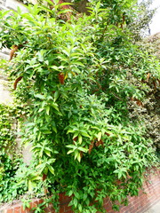 Buddleja davidii