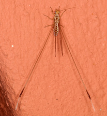 Nemopterinae