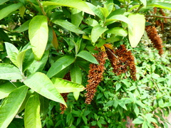Buddleja davidii