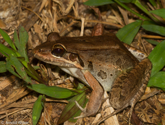 Leptodactylus bolivianus