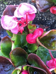 Begonia