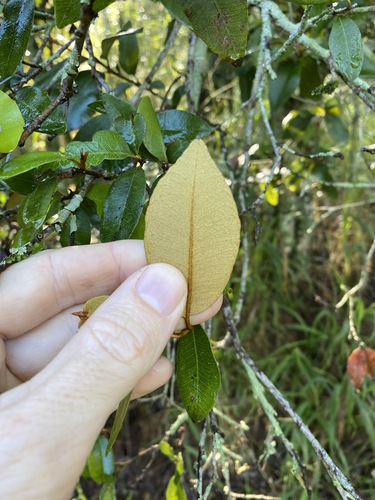 Image of Niemeyera antiloga by (c) Greg Tasney, some rights reserved (CC BY-SA)