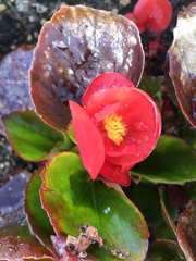 Begonia