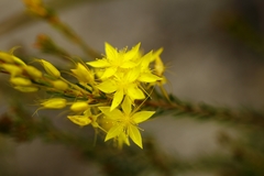 Calytrix flavescens