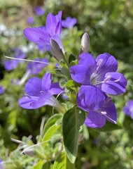 Barleria obtusa