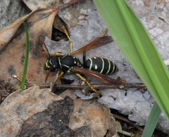 Polistes albellus