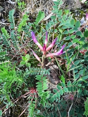 Astragalus monspessulanus