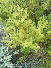 Podocarpus acutifolius