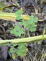 Oxalis californica
