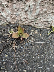 Plantago major