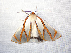 Thalaina angulosa