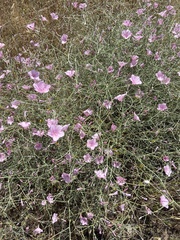 Convolvulus dorycnium