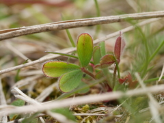 Trifolium arvense