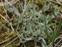 Helichrysum arenarium