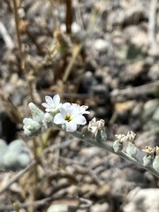 Heliotropium rotundifolium