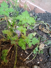 Geranium robertianum