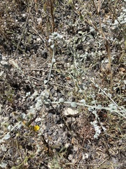 Heliotropium rotundifolium