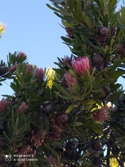 Protea × hybrida