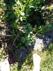 Levisticum officinale
