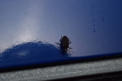 Neolethaeus assamensis