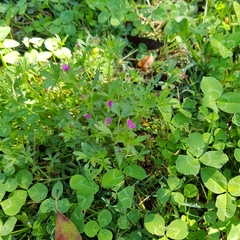 Geranium dissectum