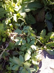 Levisticum officinale