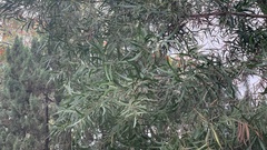 Acacia confusa