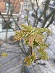 Acer