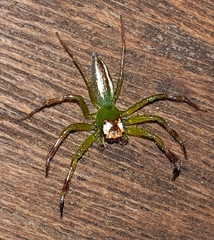 Epeus flavobilineatus